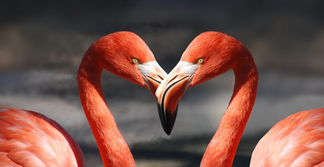 Two pink flamingos facing each other with their necks forming a heart shape
