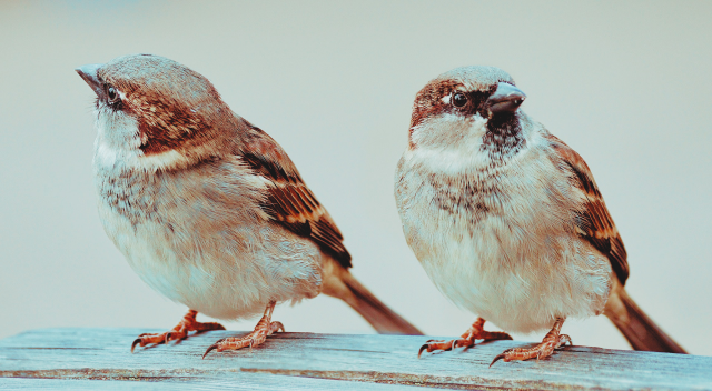 Picture of 2 birds looking in different directions representing how diccicult communication can be for two people in a relationship and how we can view the same situation and still see two different pictures